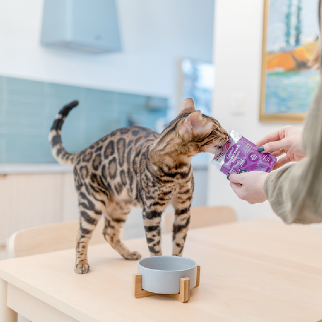 Pâté pour chat au Canard •  12 x 85gr