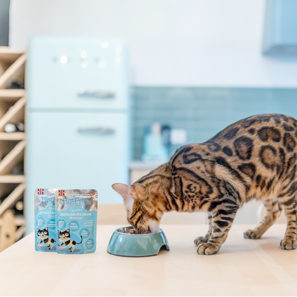 Pâté pour chat au Saumon •  12 x 85gr