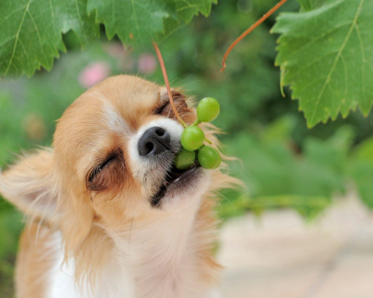 Les aliments à ne jamais donner à son chien