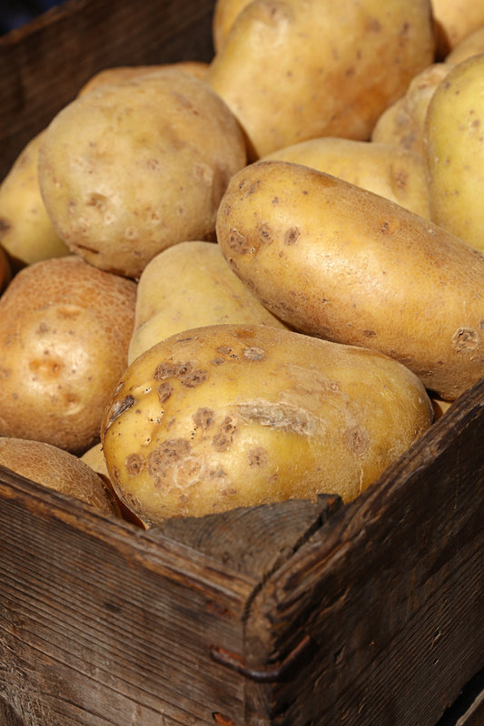 Avec ou sans céréales : FDA & DCM non héréditaire