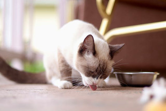 Mon chat mange peu ou trop : causes et solutions