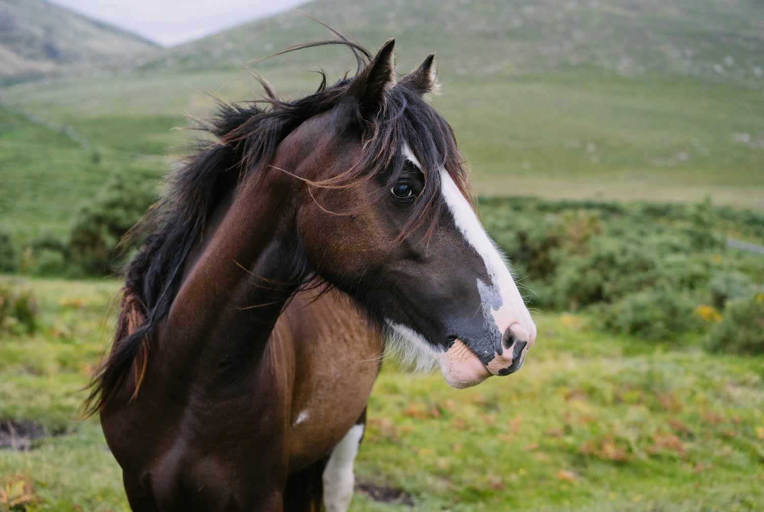 Chevaux B2C