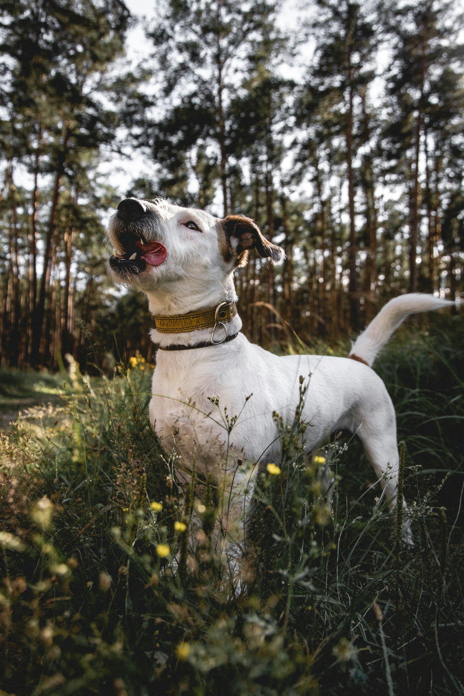 Chiens