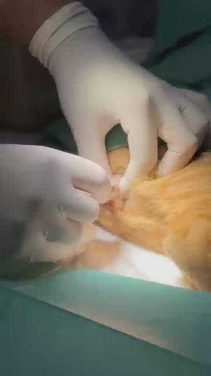 Endoscoop voor eenmalig gebruik