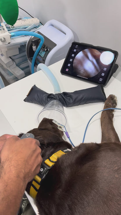 Otoscope vétérinaire